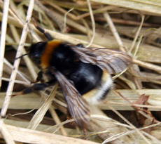 Hummel-4.jpg